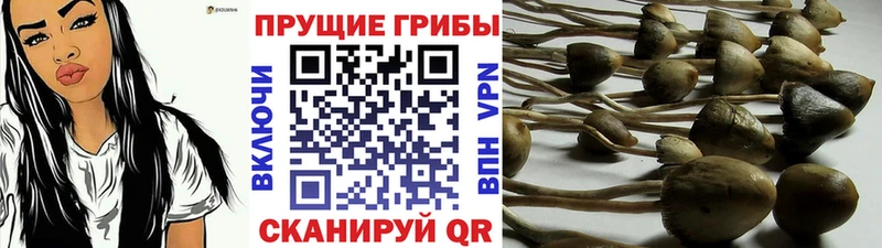 Псилоцибиновые грибы Psilocybine cubensis  blacksprut   Калининец 